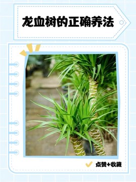 迷你世界怎么龙血树