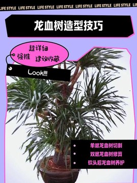 迷你世界怎么龙血树[图2]